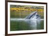 USA, Alaska, Tongass National Forest. Humpback whale lunge feeds.-Jaynes Gallery-Framed Photographic Print