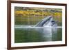 USA, Alaska, Tongass National Forest. Humpback whale lunge feeds.-Jaynes Gallery-Framed Photographic Print