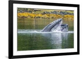 USA, Alaska, Tongass National Forest. Humpback whale lunge feeds.-Jaynes Gallery-Framed Photographic Print