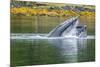 USA, Alaska, Tongass National Forest. Humpback whale lunge feeds.-Jaynes Gallery-Mounted Photographic Print