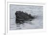 USA, Alaska, Tongass National Forest. Humpback whale's head breaks surface.-Jaynes Gallery-Framed Premium Photographic Print