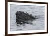 USA, Alaska, Tongass National Forest. Humpback whale's head breaks surface.-Jaynes Gallery-Framed Premium Photographic Print