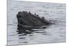 USA, Alaska, Tongass National Forest. Humpback whale's head breaks surface.-Jaynes Gallery-Mounted Premium Photographic Print