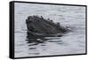 USA, Alaska, Tongass National Forest. Humpback whale's head breaks surface.-Jaynes Gallery-Framed Stretched Canvas