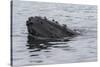 USA, Alaska, Tongass National Forest. Humpback whale's head breaks surface.-Jaynes Gallery-Stretched Canvas