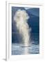 USA, Alaska, Tongass National Forest. Humpback whale spouts on surface.-Jaynes Gallery-Framed Premium Photographic Print