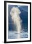 USA, Alaska, Tongass National Forest. Humpback whale spouts on surface.-Jaynes Gallery-Framed Photographic Print