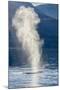 USA, Alaska, Tongass National Forest. Humpback whale spouts on surface.-Jaynes Gallery-Mounted Photographic Print