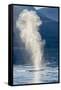 USA, Alaska, Tongass National Forest. Humpback whale spouts on surface.-Jaynes Gallery-Framed Stretched Canvas