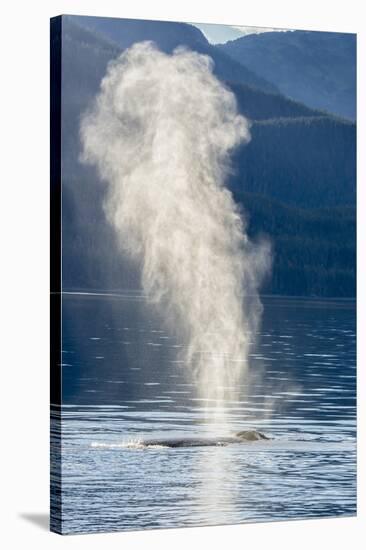 USA, Alaska, Tongass National Forest. Humpback whale spouts on surface.-Jaynes Gallery-Stretched Canvas