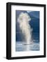 USA, Alaska, Tongass National Forest. Humpback whale spouts on surface.-Jaynes Gallery-Framed Photographic Print