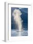 USA, Alaska, Tongass National Forest. Humpback whale spouts on surface.-Jaynes Gallery-Framed Photographic Print