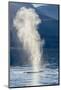 USA, Alaska, Tongass National Forest. Humpback whale spouts on surface.-Jaynes Gallery-Mounted Photographic Print