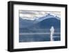 USA, Alaska, Tongass National Forest. Humpback whale spouts on surface.-Jaynes Gallery-Framed Photographic Print