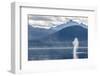 USA, Alaska, Tongass National Forest. Humpback whale spouts on surface.-Jaynes Gallery-Framed Photographic Print