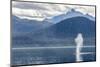 USA, Alaska, Tongass National Forest. Humpback whale spouts on surface.-Jaynes Gallery-Mounted Photographic Print