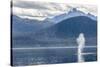 USA, Alaska, Tongass National Forest. Humpback whale spouts on surface.-Jaynes Gallery-Stretched Canvas