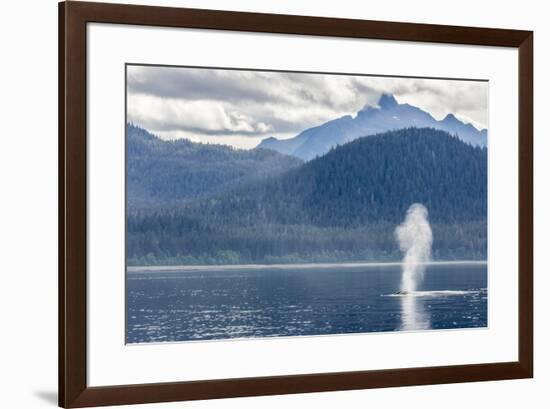 USA, Alaska, Tongass National Forest. Humpback whale spouts on surface.-Jaynes Gallery-Framed Premium Photographic Print