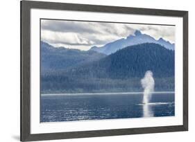 USA, Alaska, Tongass National Forest. Humpback whale spouts on surface.-Jaynes Gallery-Framed Premium Photographic Print
