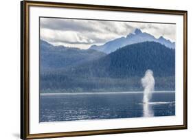 USA, Alaska, Tongass National Forest. Humpback whale spouts on surface.-Jaynes Gallery-Framed Premium Photographic Print