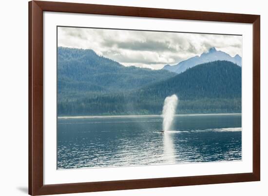 USA, Alaska, Tongass National Forest. Humpback whale spouts on surface.-Jaynes Gallery-Framed Premium Photographic Print