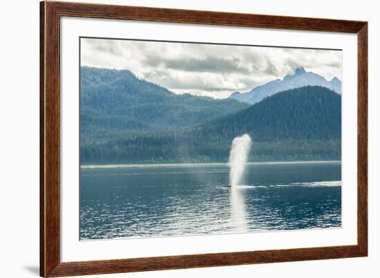 USA, Alaska, Tongass National Forest. Humpback whale spouts on surface.-Jaynes Gallery-Framed Premium Photographic Print