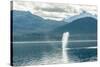 USA, Alaska, Tongass National Forest. Humpback whale spouts on surface.-Jaynes Gallery-Stretched Canvas