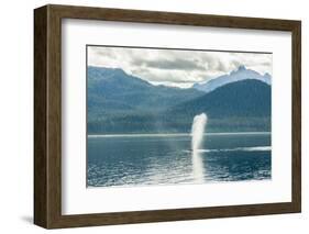 USA, Alaska, Tongass National Forest. Humpback whale spouts on surface.-Jaynes Gallery-Framed Photographic Print