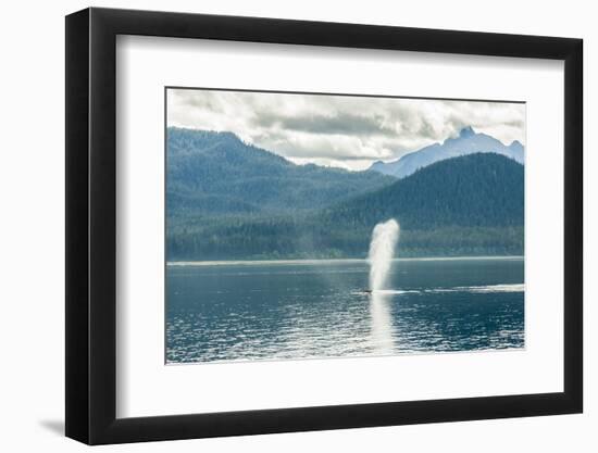 USA, Alaska, Tongass National Forest. Humpback whale spouts on surface.-Jaynes Gallery-Framed Photographic Print
