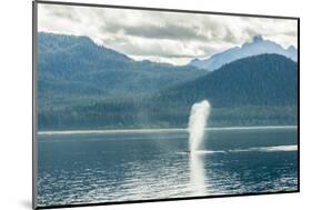USA, Alaska, Tongass National Forest. Humpback whale spouts on surface.-Jaynes Gallery-Mounted Photographic Print