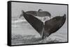 USA, Alaska, Tongass National Forest. Humpback whales diving.-Jaynes Gallery-Framed Stretched Canvas