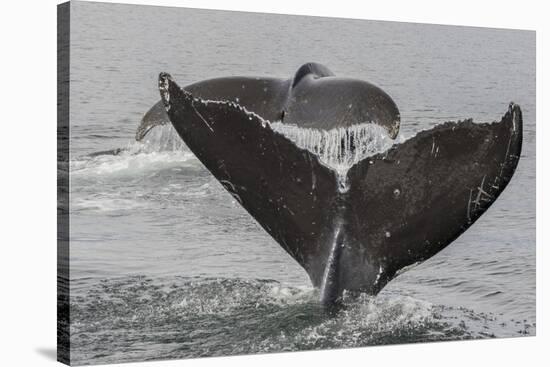 USA, Alaska, Tongass National Forest. Humpback whales diving.-Jaynes Gallery-Stretched Canvas