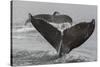 USA, Alaska, Tongass National Forest. Humpback whales diving.-Jaynes Gallery-Stretched Canvas