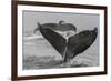 USA, Alaska, Tongass National Forest. Humpback whales diving.-Jaynes Gallery-Framed Photographic Print