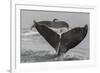 USA, Alaska, Tongass National Forest. Humpback whales diving.-Jaynes Gallery-Framed Premium Photographic Print