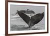 USA, Alaska, Tongass National Forest. Humpback whales diving.-Jaynes Gallery-Framed Premium Photographic Print