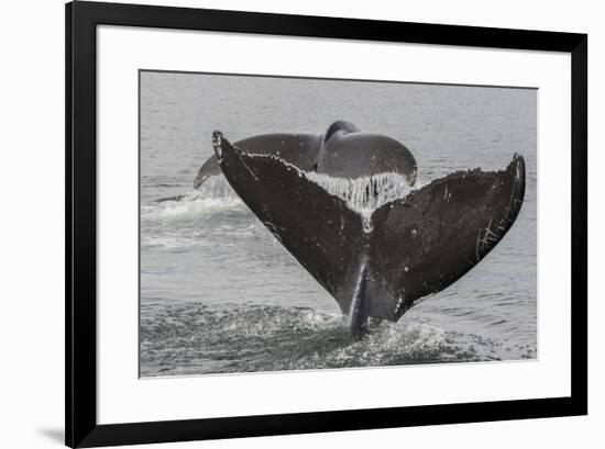 USA, Alaska, Tongass National Forest. Humpback whales diving.-Jaynes Gallery-Framed Premium Photographic Print