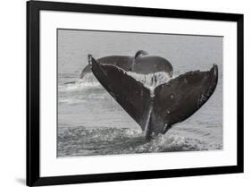 USA, Alaska, Tongass National Forest. Humpback whales diving.-Jaynes Gallery-Framed Premium Photographic Print