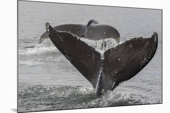 USA, Alaska, Tongass National Forest. Humpback whales diving.-Jaynes Gallery-Mounted Premium Photographic Print