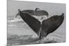 USA, Alaska, Tongass National Forest. Humpback whales diving.-Jaynes Gallery-Mounted Premium Photographic Print