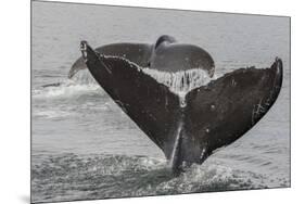 USA, Alaska, Tongass National Forest. Humpback whales diving.-Jaynes Gallery-Mounted Premium Photographic Print