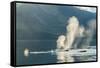 USA, Alaska, Tongass National Forest. Humpback whales spout on surface.-Jaynes Gallery-Framed Stretched Canvas