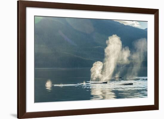 USA, Alaska, Tongass National Forest. Humpback whales spout on surface.-Jaynes Gallery-Framed Premium Photographic Print