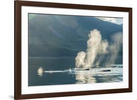 USA, Alaska, Tongass National Forest. Humpback whales spout on surface.-Jaynes Gallery-Framed Premium Photographic Print