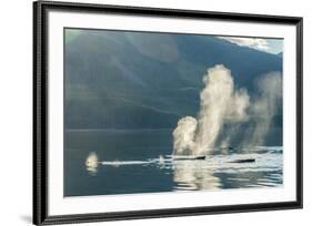 USA, Alaska, Tongass National Forest. Humpback whales spout on surface.-Jaynes Gallery-Framed Premium Photographic Print