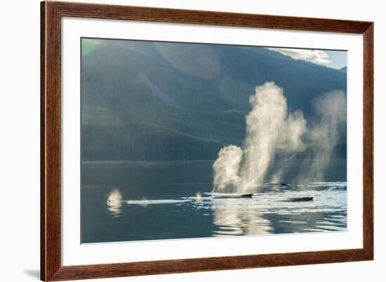 USA, Alaska, Tongass National Forest. Humpback whales spout on surface.-Jaynes Gallery-Framed Premium Photographic Print