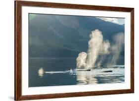 USA, Alaska, Tongass National Forest. Humpback whales spout on surface.-Jaynes Gallery-Framed Premium Photographic Print