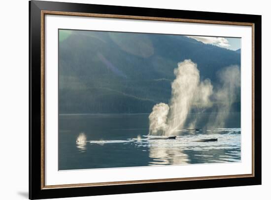 USA, Alaska, Tongass National Forest. Humpback whales spout on surface.-Jaynes Gallery-Framed Premium Photographic Print