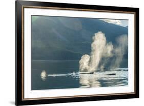 USA, Alaska, Tongass National Forest. Humpback whales spout on surface.-Jaynes Gallery-Framed Premium Photographic Print