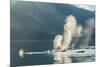 USA, Alaska, Tongass National Forest. Humpback whales spout on surface.-Jaynes Gallery-Mounted Premium Photographic Print
